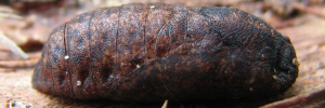 Pupae